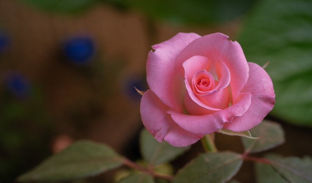 Розовая роза с нежными лепестками