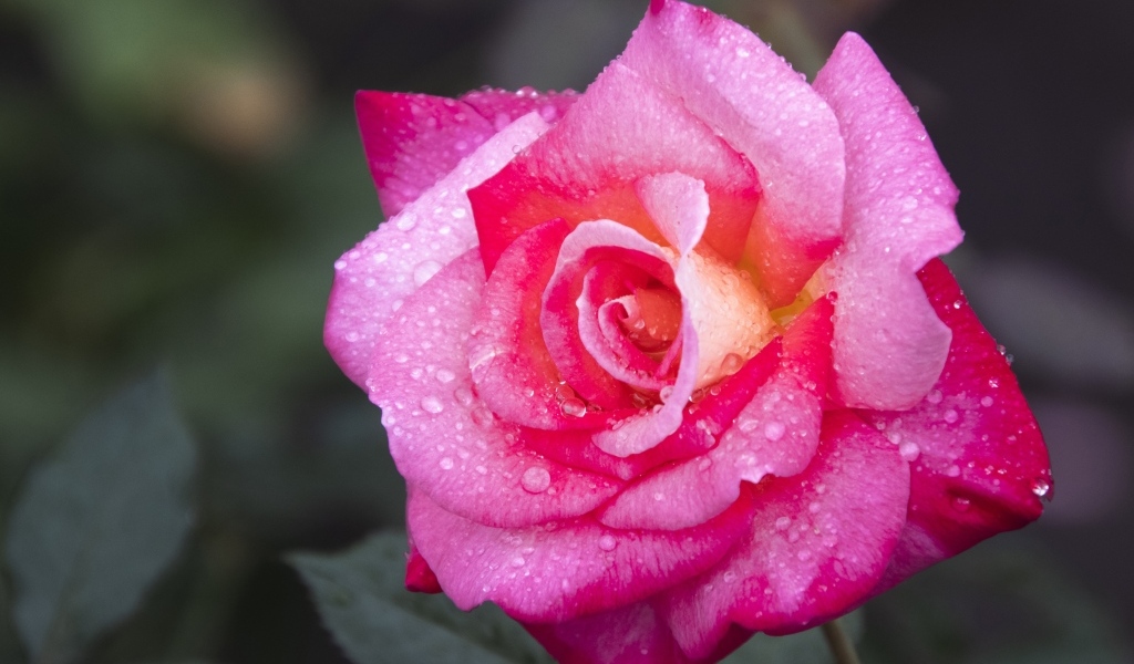 Розовая роза с крупным цветком в каплях росы