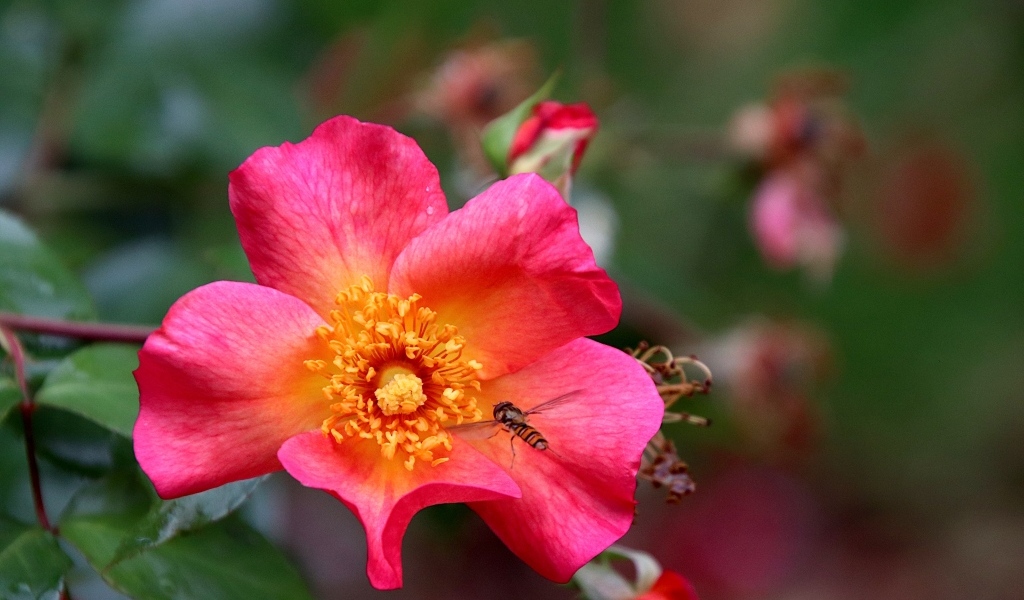 Розовый цветок шиповника с пчелой