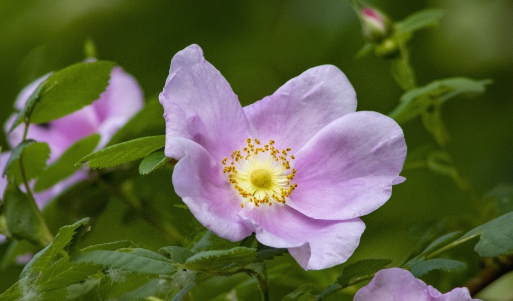 Розовые цветы шиповника с зелеными листьями