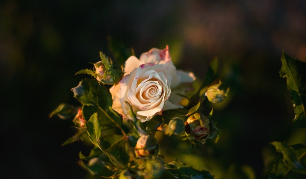 Розовые розы с бутонами в лучах солнца