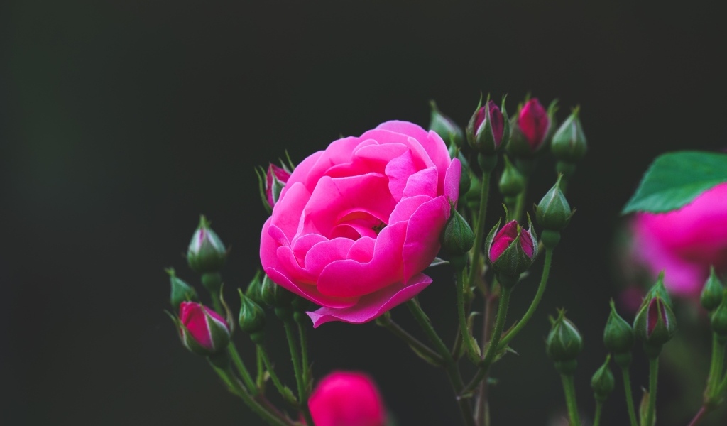 Розовые розы с нераспустившимися бутонами