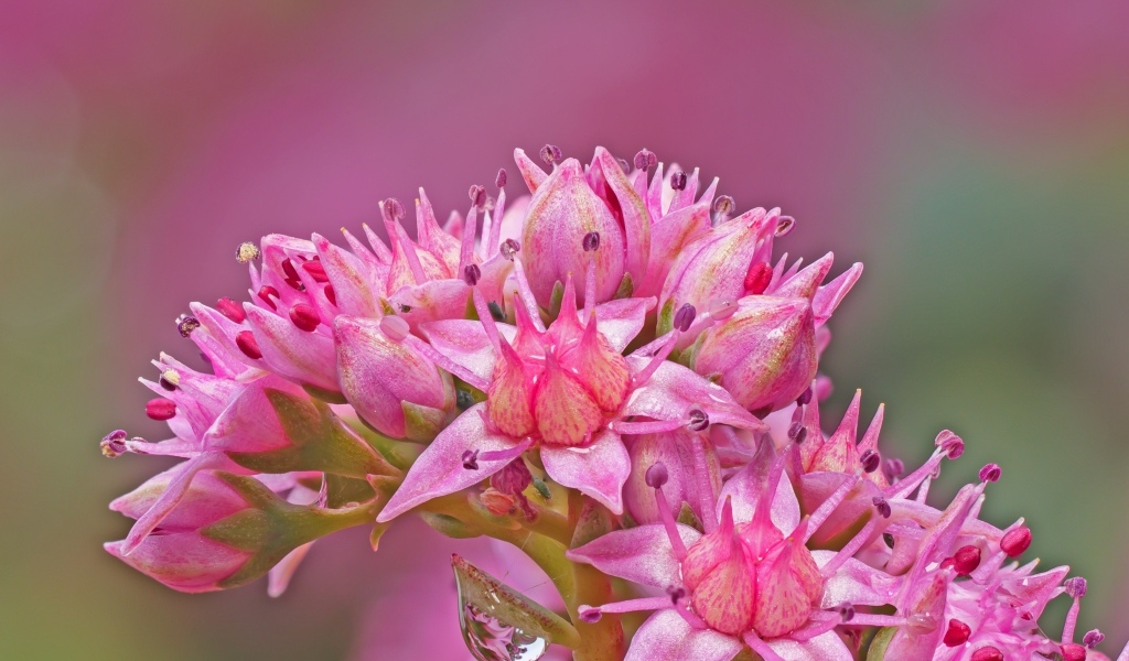 Розовый цветок очиток крупным планом