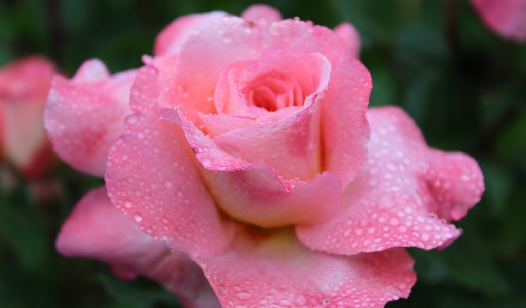 Розовая чайная роза в каплях дождя