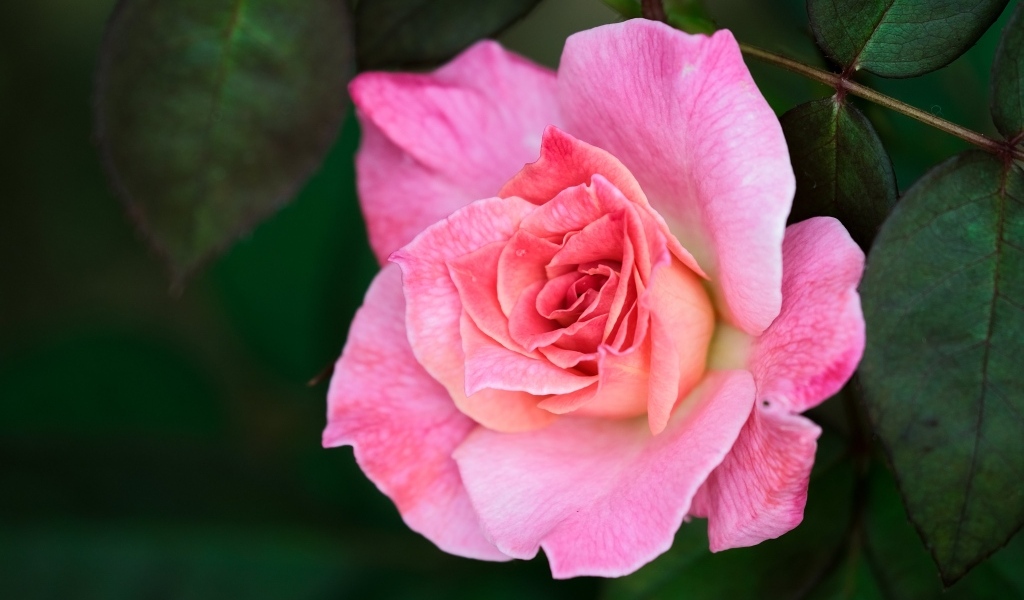 Розовая чайная роза с зелеными листьями