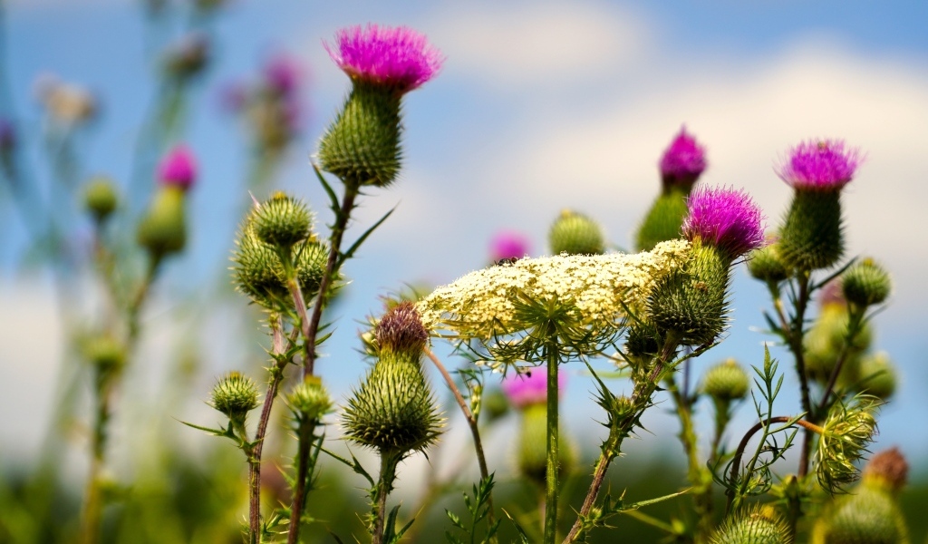 Розовые цветы расторопши на поле