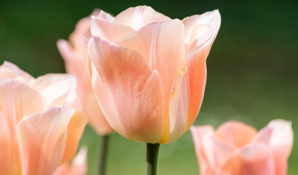 Розовый цветок тюльпана цветет весной