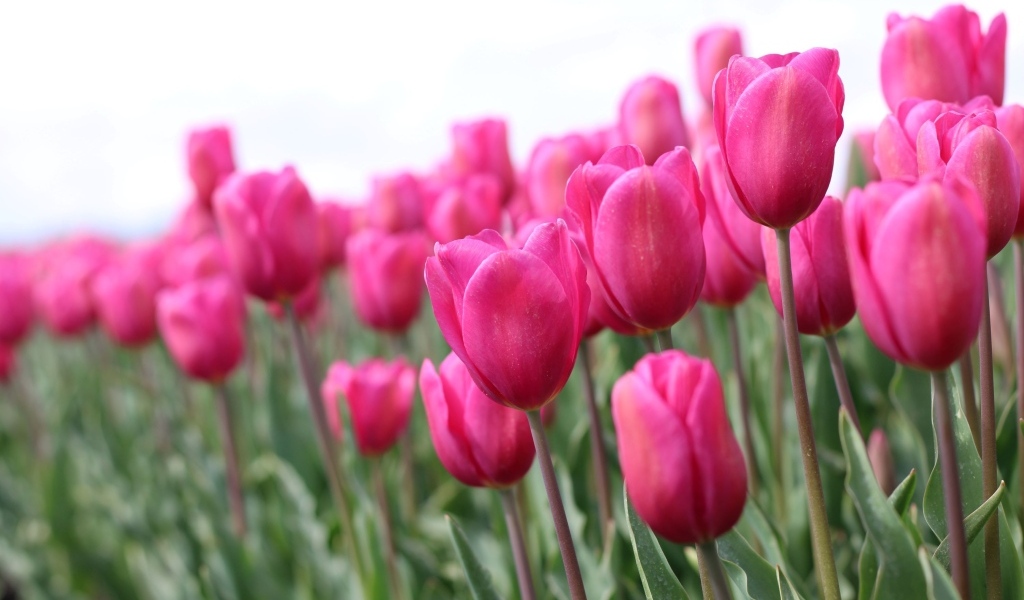 Розовые цветы тюльпана на поле