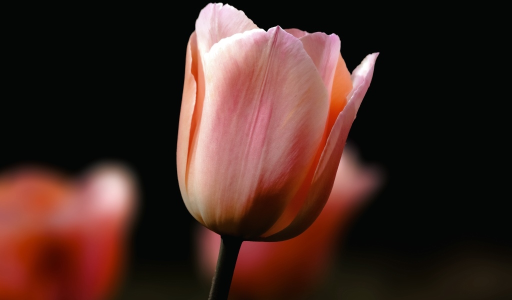 Розовый тюльпан на черном фоне крупным планом