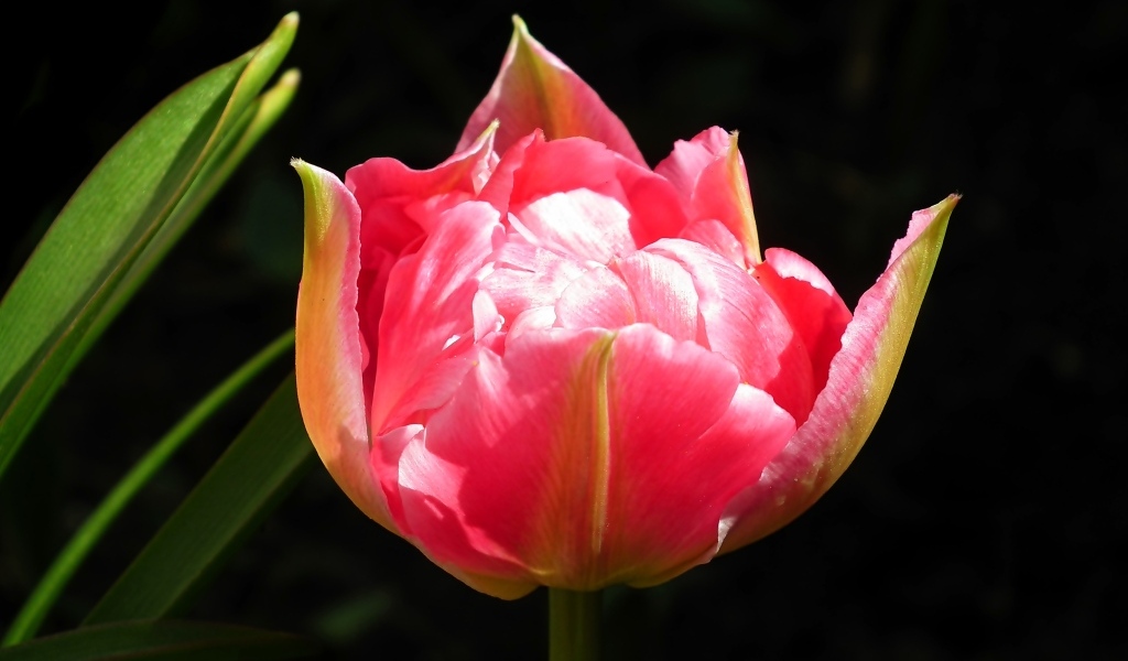 Розовый тюльпан с зелеными листьями на черном фоне