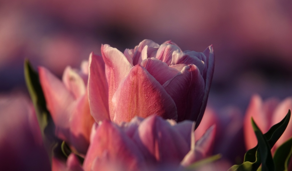 Розовые тюльпаны на клумбе в лучах солнца