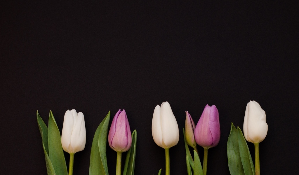 Розовые тюльпаны на черном фоне