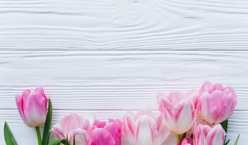 Розовые тюльпаны на белом деревянном фоне