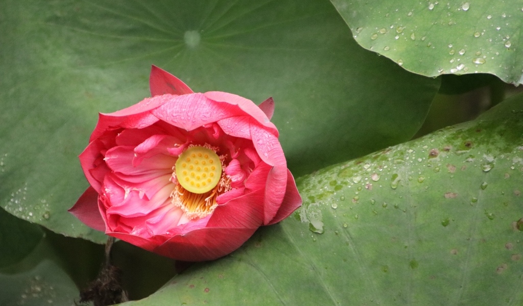 Розовый нераспустившийся цветок лотоса в листьях