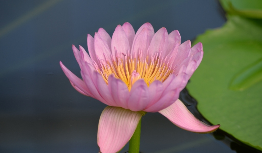 Розовый цветок водяной лилии в пруду крупным планом