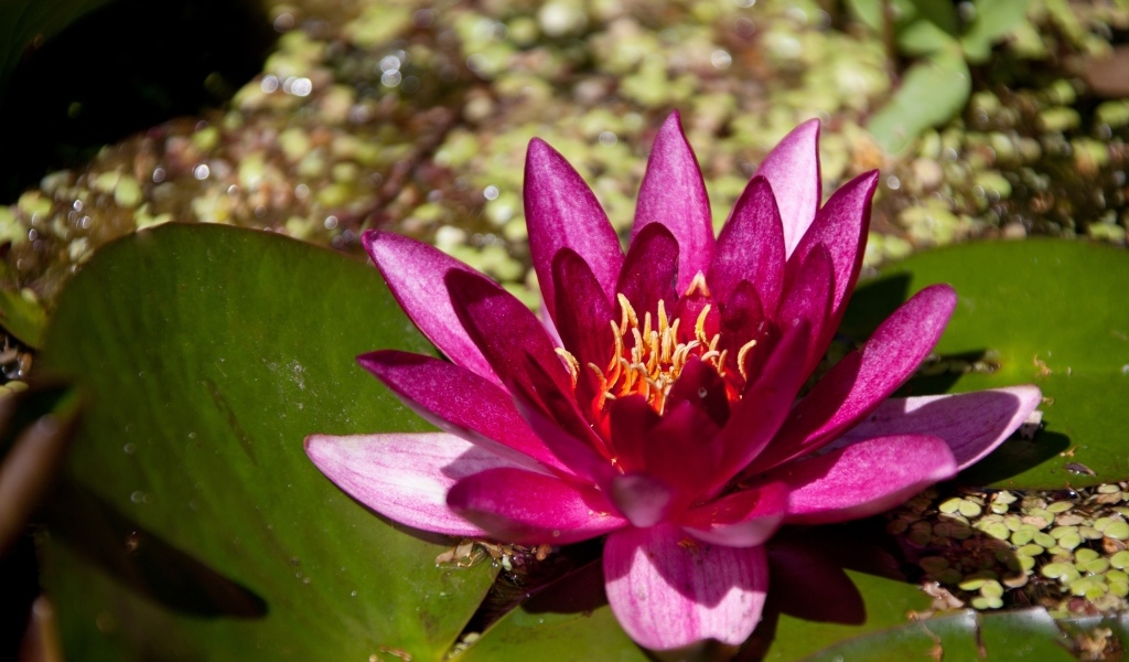 Розовая водяная лилия в пруду с большими листьями