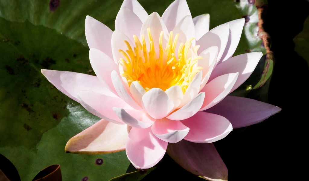 Розовая кувшинка в озере крупным планом