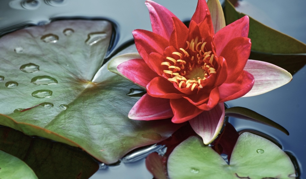 Розовая водяная лилия с большими зелеными листьями в воде