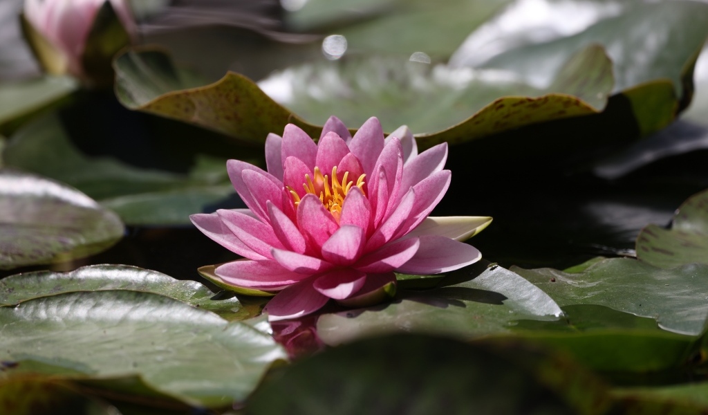 Розовая водяная лилия в зелеными листьями в пруду 