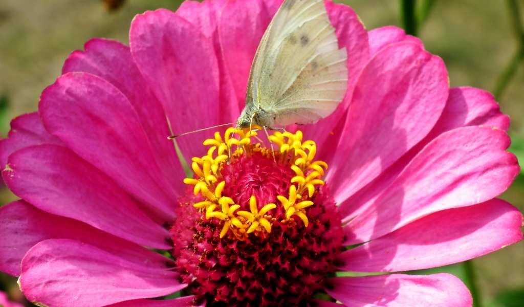 Розовый цветок циннии с бабочкой