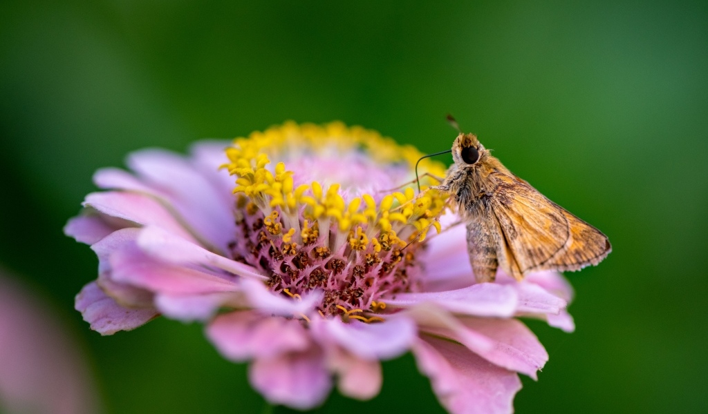 Розовый цветок циннии с насекомым
