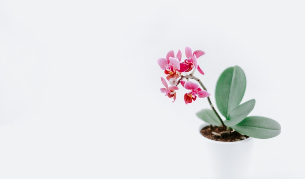 Горшок с розовыми цветами орхидеи на сером фоне