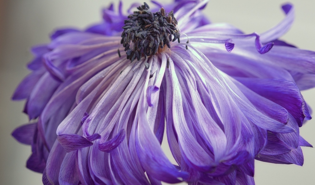 Фиолетовый цветок анемоны крупным планом