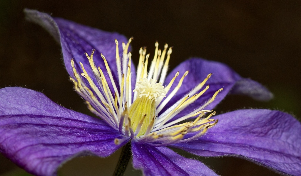 Фиолетовый цветок клематиса крупным планом