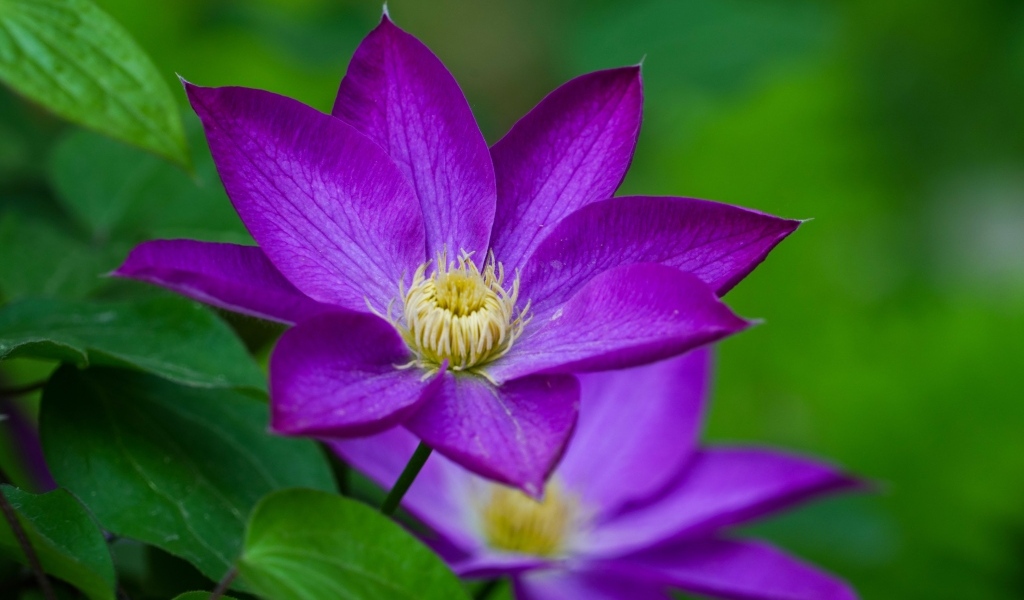 Фиолетовый цветок клематиса крупным планом