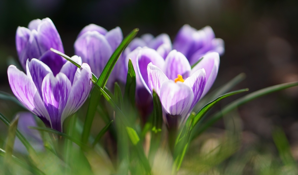 Фиолетовые цветы крокуса  в зеленой листве