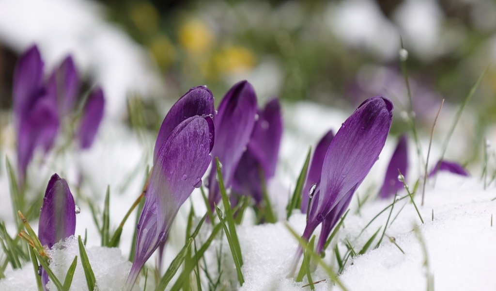 Фиолетовые крокусы в белом холодном снегу весной