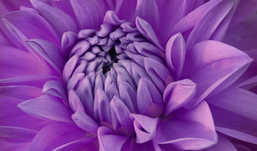 Фиолетовый цветок георгина крупным планом