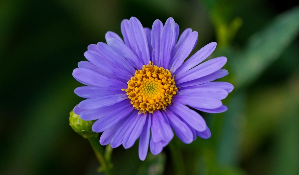 Фиолетовый цветок садовой астры