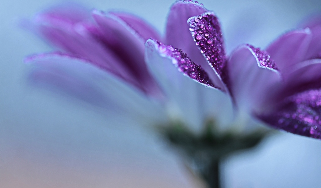 Лепестки фиолетовой герберы в каплях росы