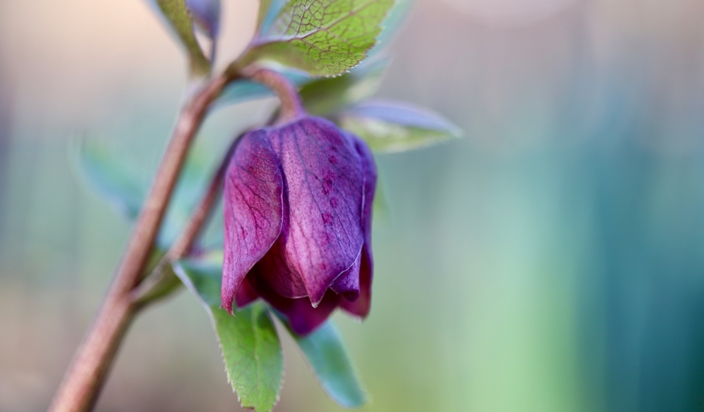 Фиолетовый цветок морозника крупным планом