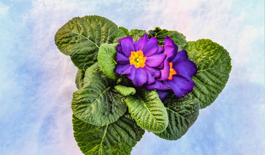 Фиолетовый комнатный цветок примула с зелеными листьями