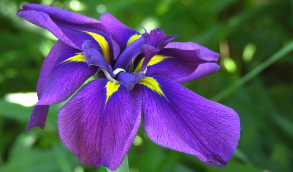 Фиолетовый цветок ириса крупным планом