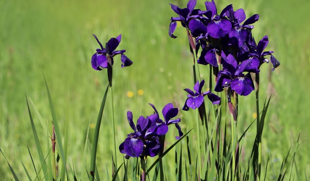 Фиолетовые цветы ириса на поле