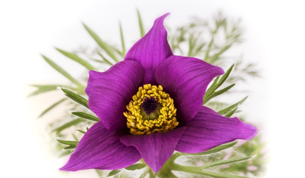 Фиолетовый цветок прострела на белом фоне