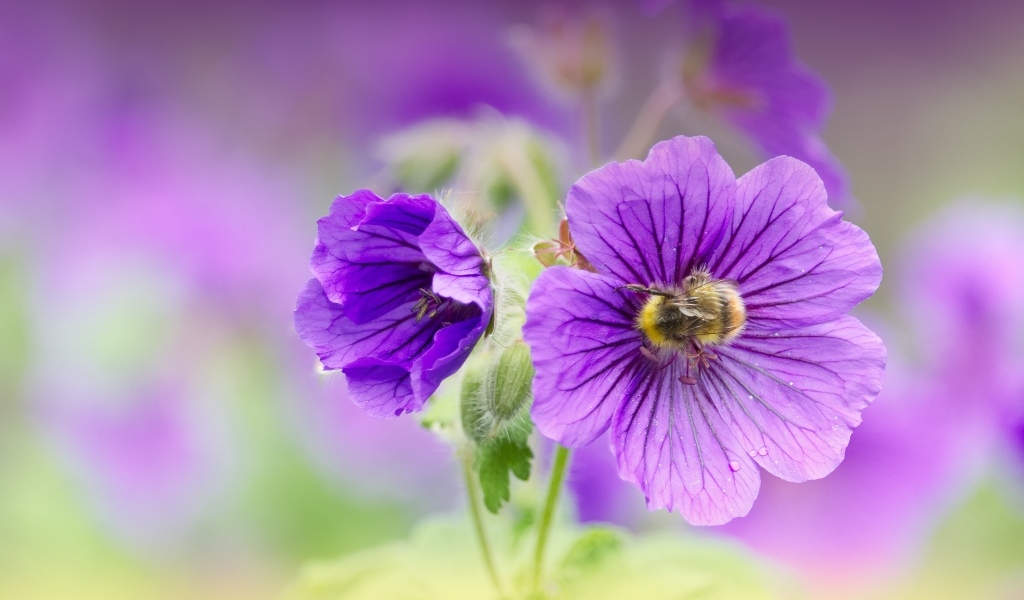 Фиолетовые цветы мальвы вблизи