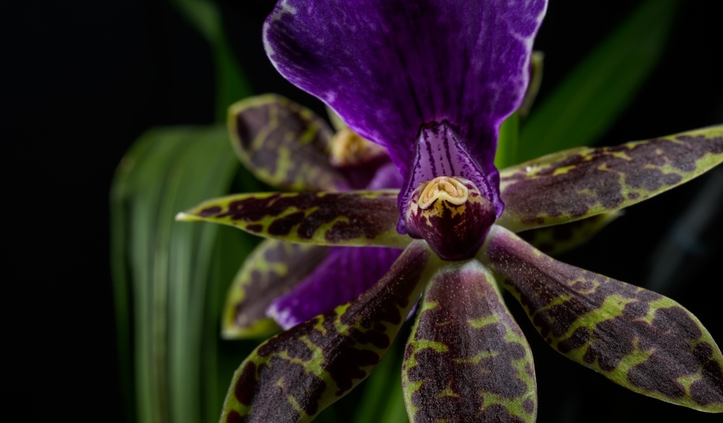 Фиолетовая орхидея на черном фоне