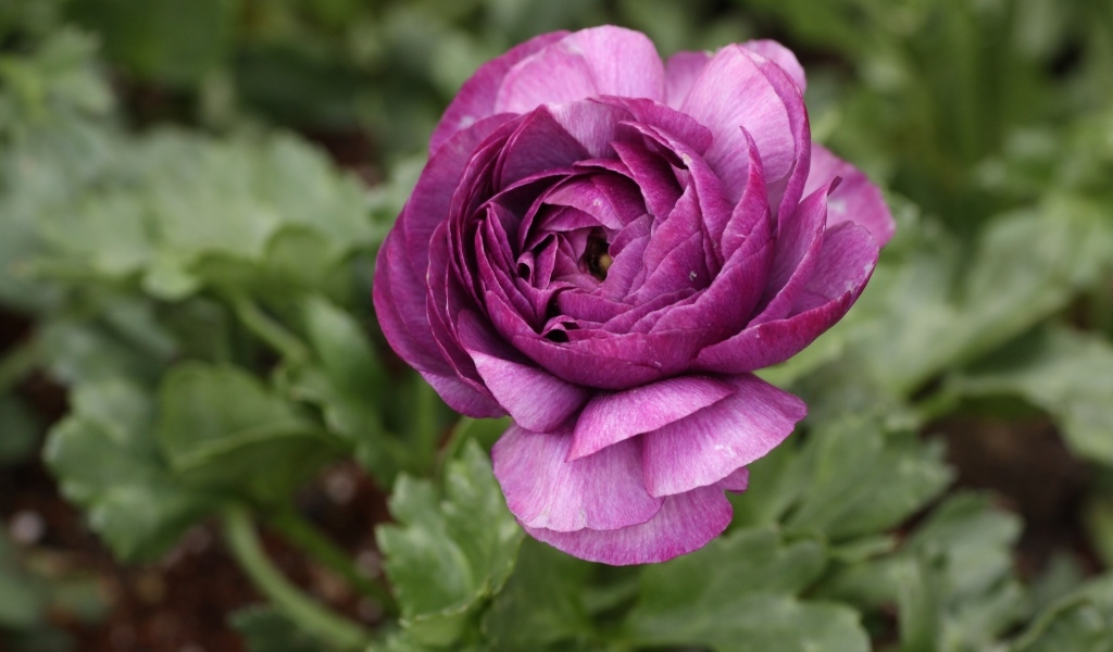 Фиолетовый цветок лютика крупным планом