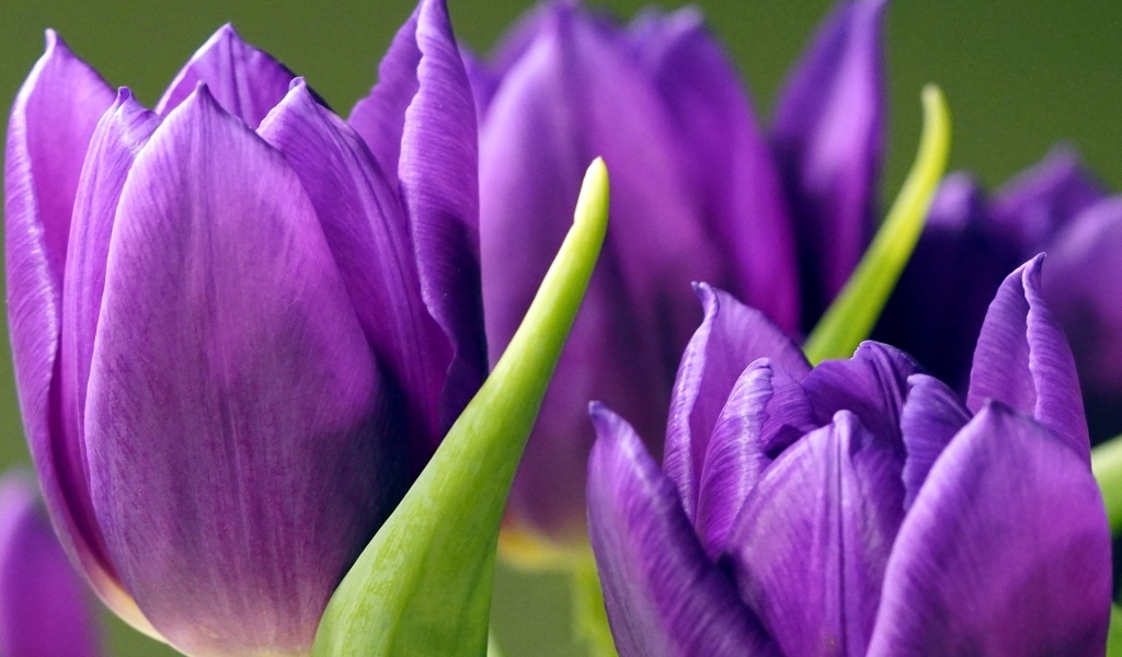 Фиолетовые тюльпаны крупным планом