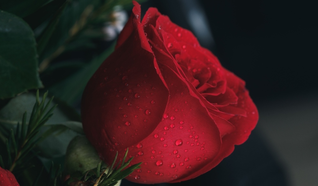 Красная английская роза в каплях росы