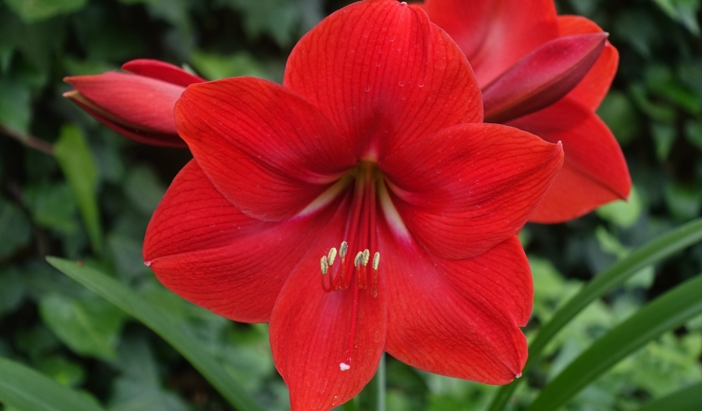 Красный цветок амариллис крупным планом