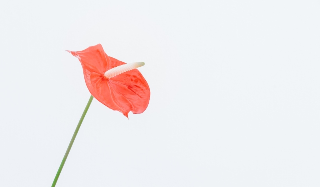 Красный цветок антуриум на белом фоне