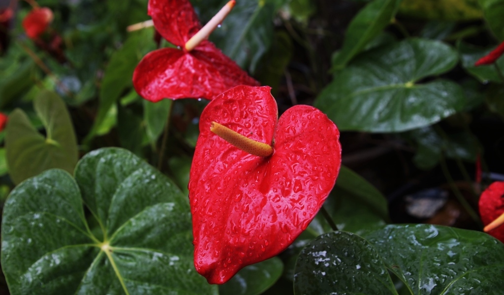 Красные цветы антуриум под дождем