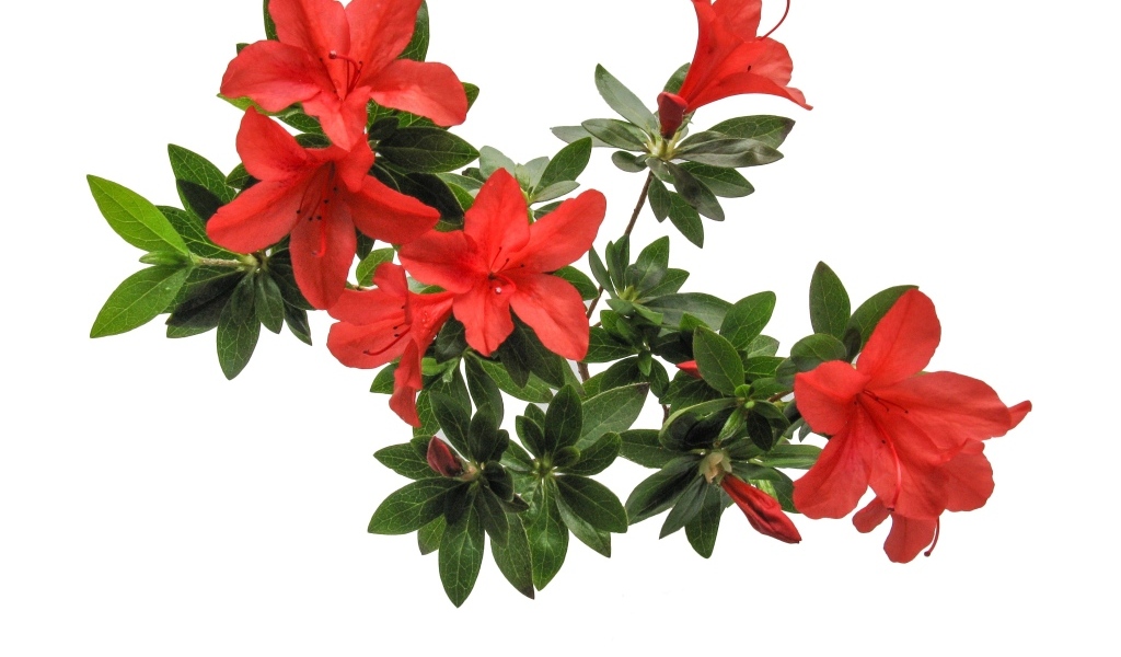 Красные цветы азалия на белом фоне