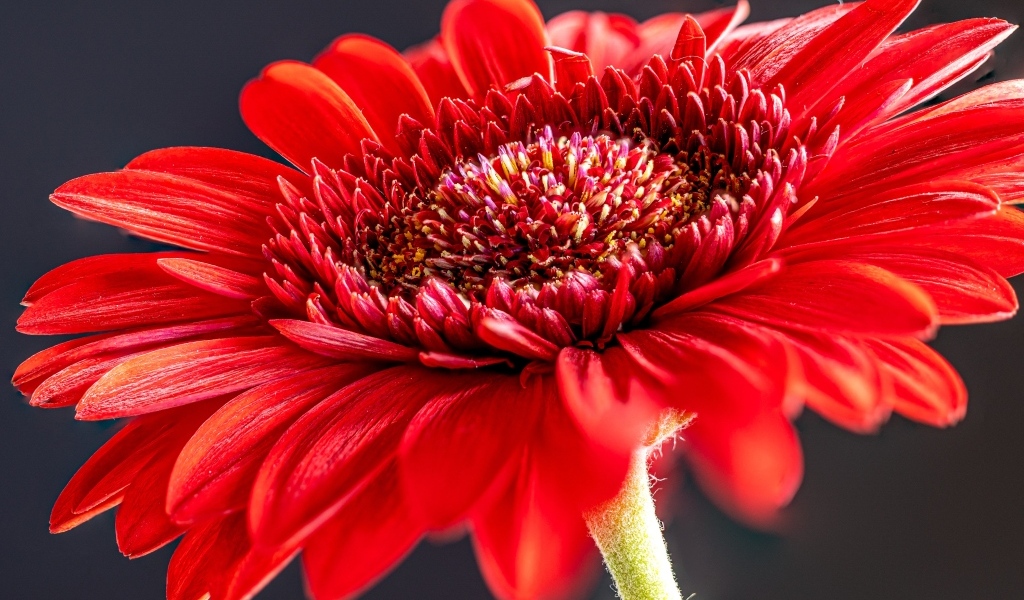 Красный красивый цветок герберы крупным планом