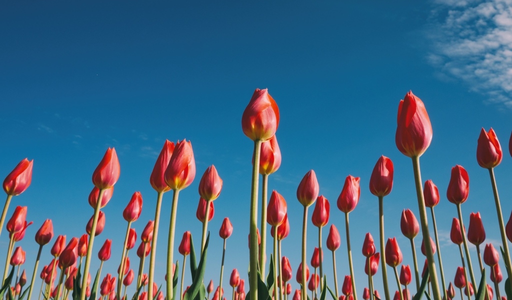 Красные красивые тюльпаны под голубым небом 